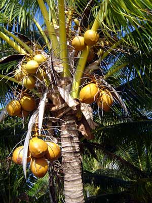 Noix de coco lot de 2 pièces