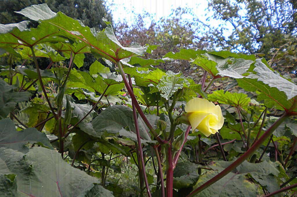 Gombos - Okra (Abelmoschus esculentus) origine Cameroun 1kg