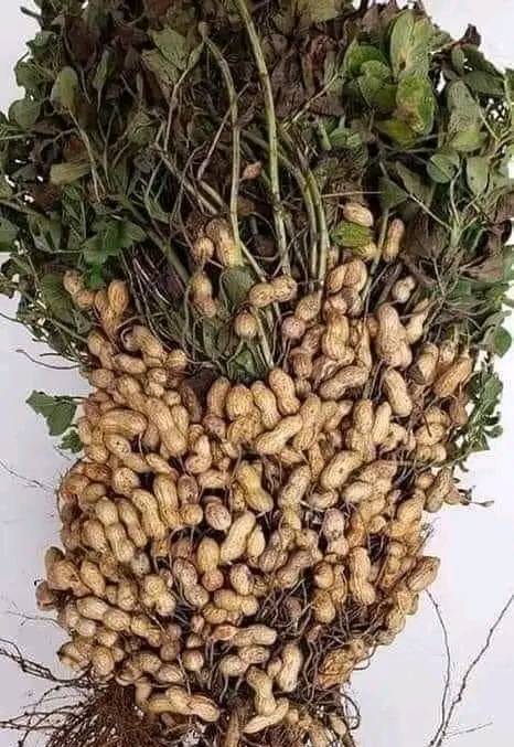 Arachides crues avec coques 4 kg Origine Afrique.
