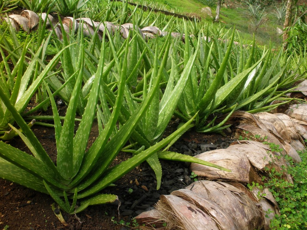 Aloe vera lot de 2kg