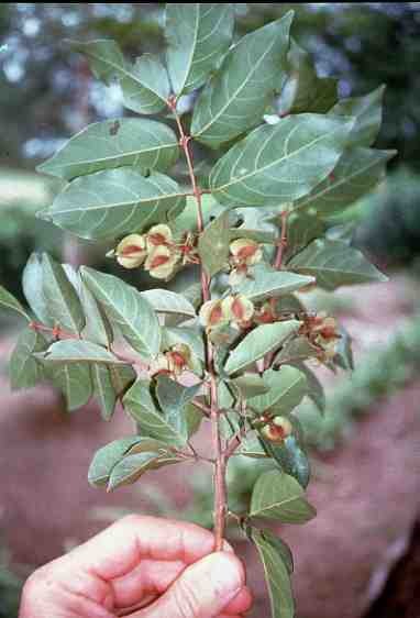 Feuilles de Kinkéliba naturelles séchées (Combretum micranthum)