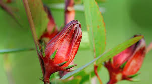 Hibiscus rouge en poudre- Bissap (Hibiscus sabdariffa L.)