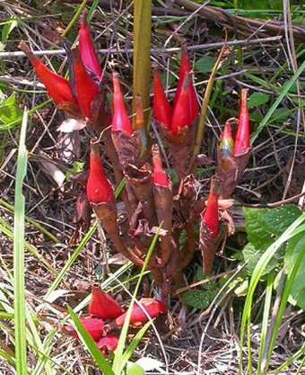 Maniguette piquante (Aframomum melegueta) gousses séchées 100g