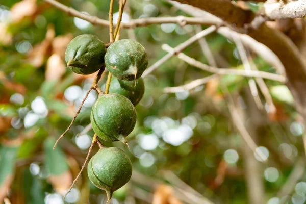 Noix de macadamia (Macadamia)