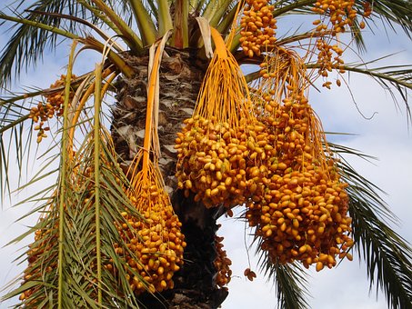 Dattes Medjoul (Phoenix dactylifera L.)