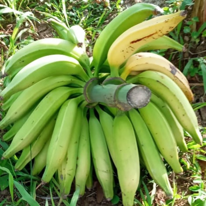 Banane Plantain mûre 1kg