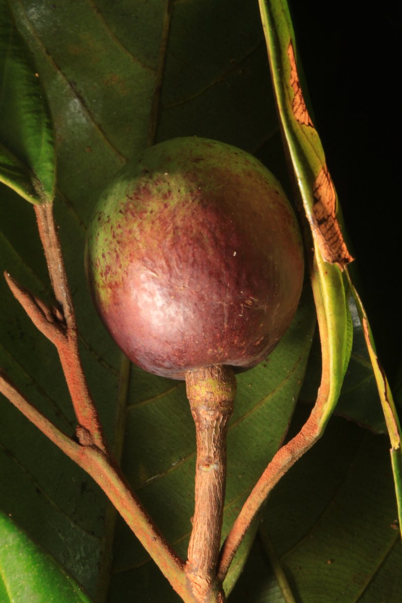 Noisettes africaines (Coula edulis) décortiquées et séchées sous vide 1kg